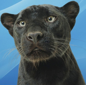 Pangbourne Panther