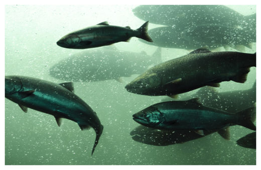 Salmon
