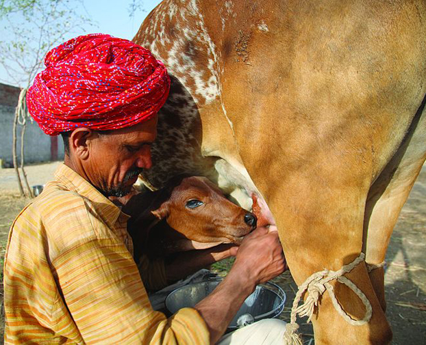 Click to enlarge Drinking Milk