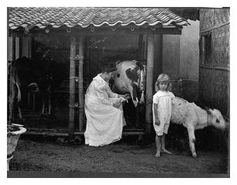 Click to enlarge Tending Cows