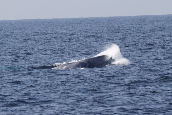 Click to enlarge Blue Whale