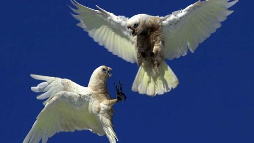 cockatoos