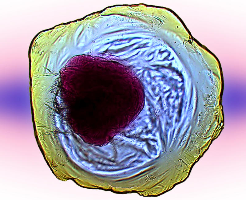 Click to enlarge Inorgnaic Life