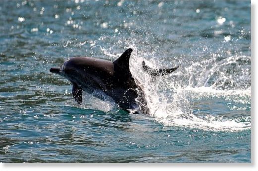 Click to enlarge dolphin