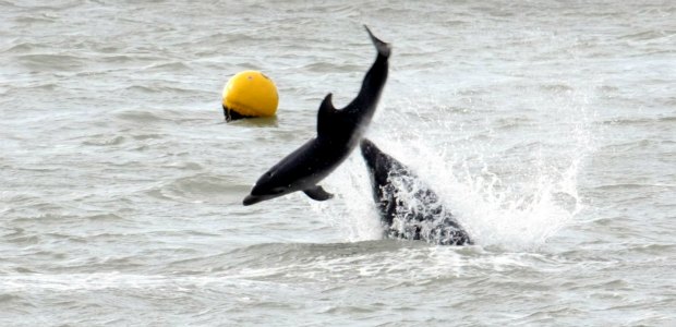Click to enlarge Dolphin Behaviour_1