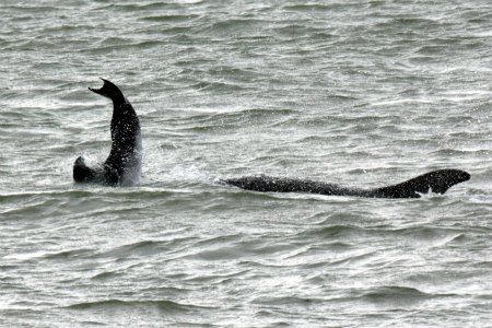 Click to enlarge Dolphin Behaviour_2