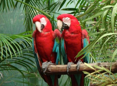 parrots talking photo Photo: enlewof / cc