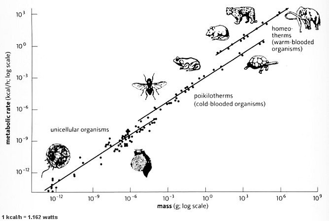 Click to enlarge Kleiber's law meat eating paleo