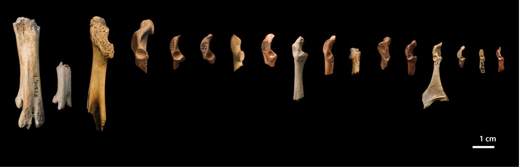 Click to enlarge Bird Bones