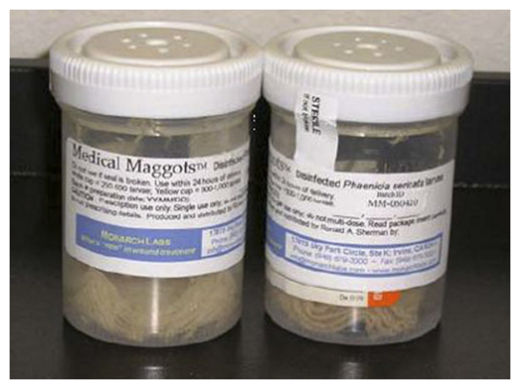 Medical Maggots