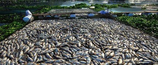 Click to enlarge fish kill,china