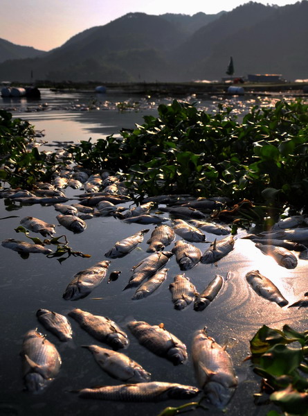 Click to enlarge fish kill,china