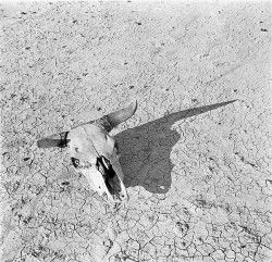steer skull @ desert
