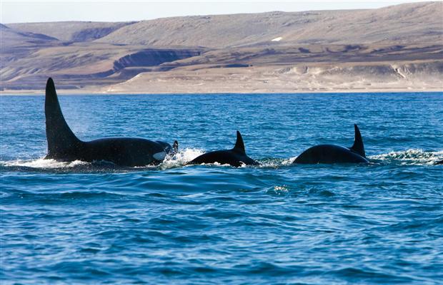 Click to enlarge Whales