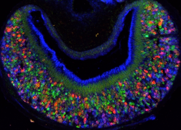 Sensory Detection Cells