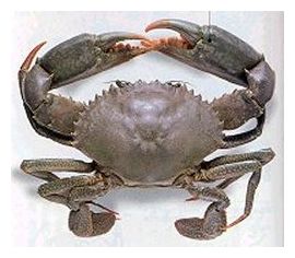 Click to enlarge Mud Crab