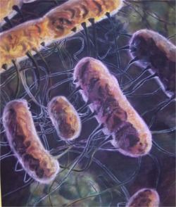 Click to enlarge E. coli by Toxyna