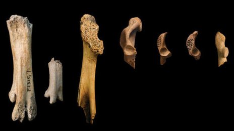 Click to enlarge Bird bone fragments