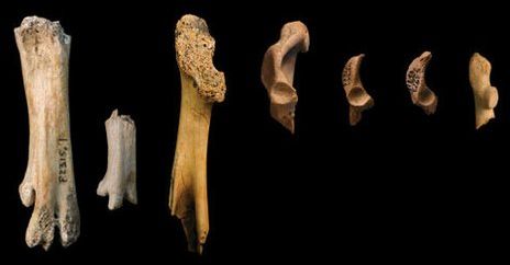 Bird bone fragments