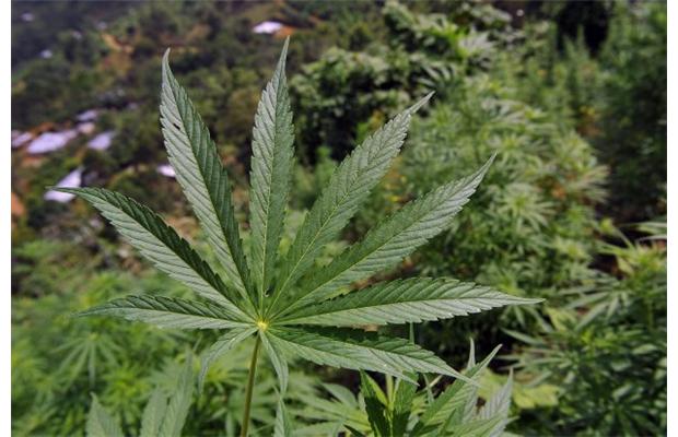 Marijuana Plant