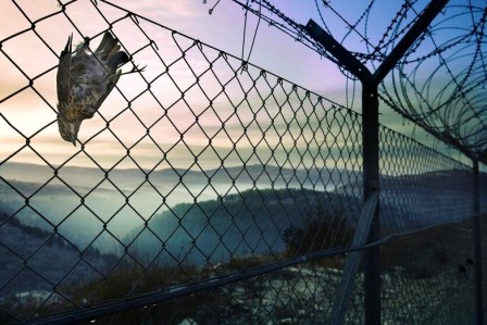 dead bird,fence