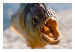 Piranha