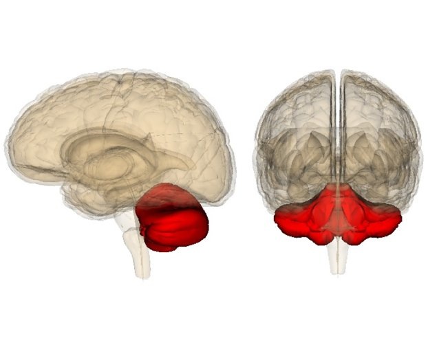 Brain