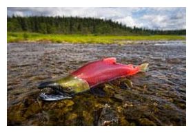 Click to enlarge Sockeye Salmon