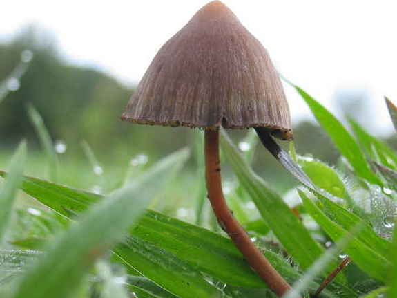 Click to enlarge Mushroom