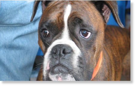boxer