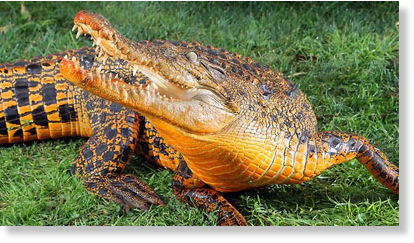orange crocodile