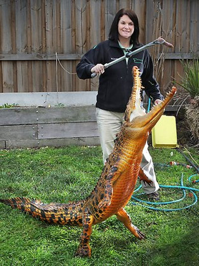 orange crocodile