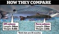 gm salmon