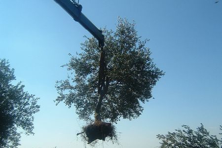Click to enlarge uprooted olive trees