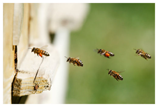 Honey bees