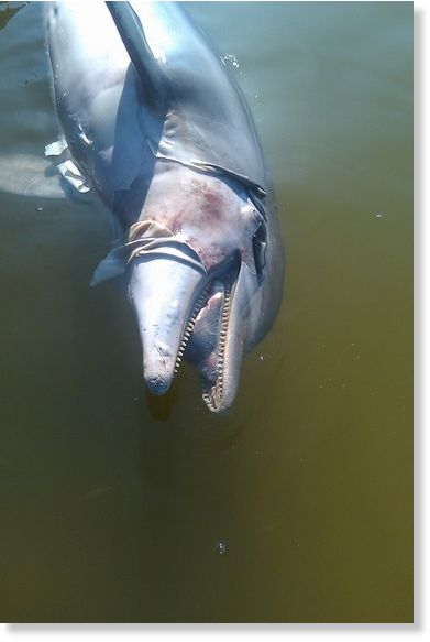 dead dolphin,corexit,oil spill
