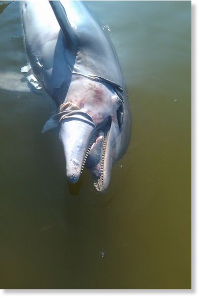 Click to enlarge dead dolphin,corexit,oil spill