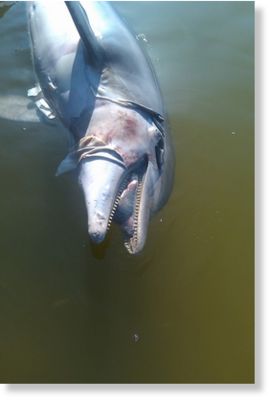 dead dolphin,corexit,oil spill