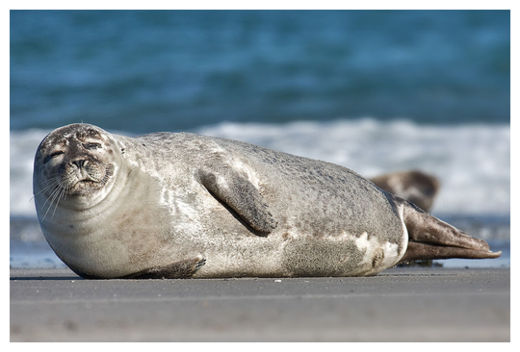 Seal