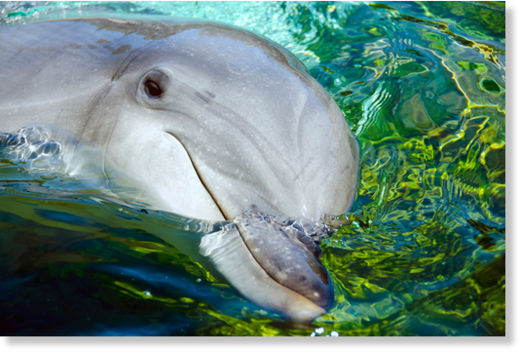 dolphin