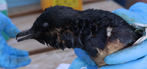 oiled penguin