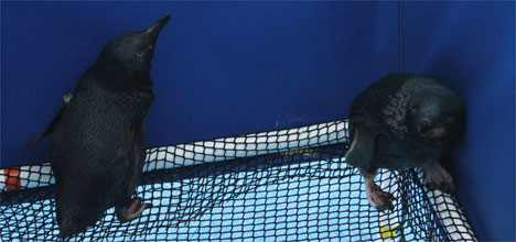oiled peguin