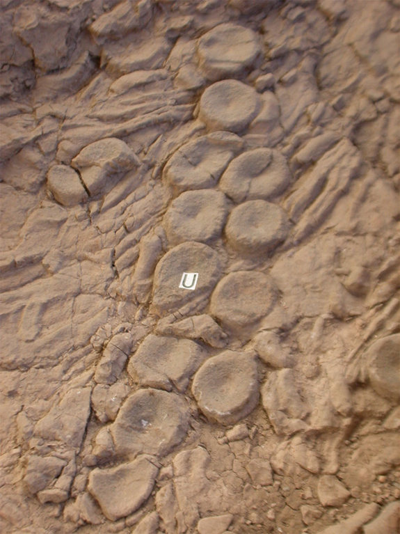 Kraken Fossil
