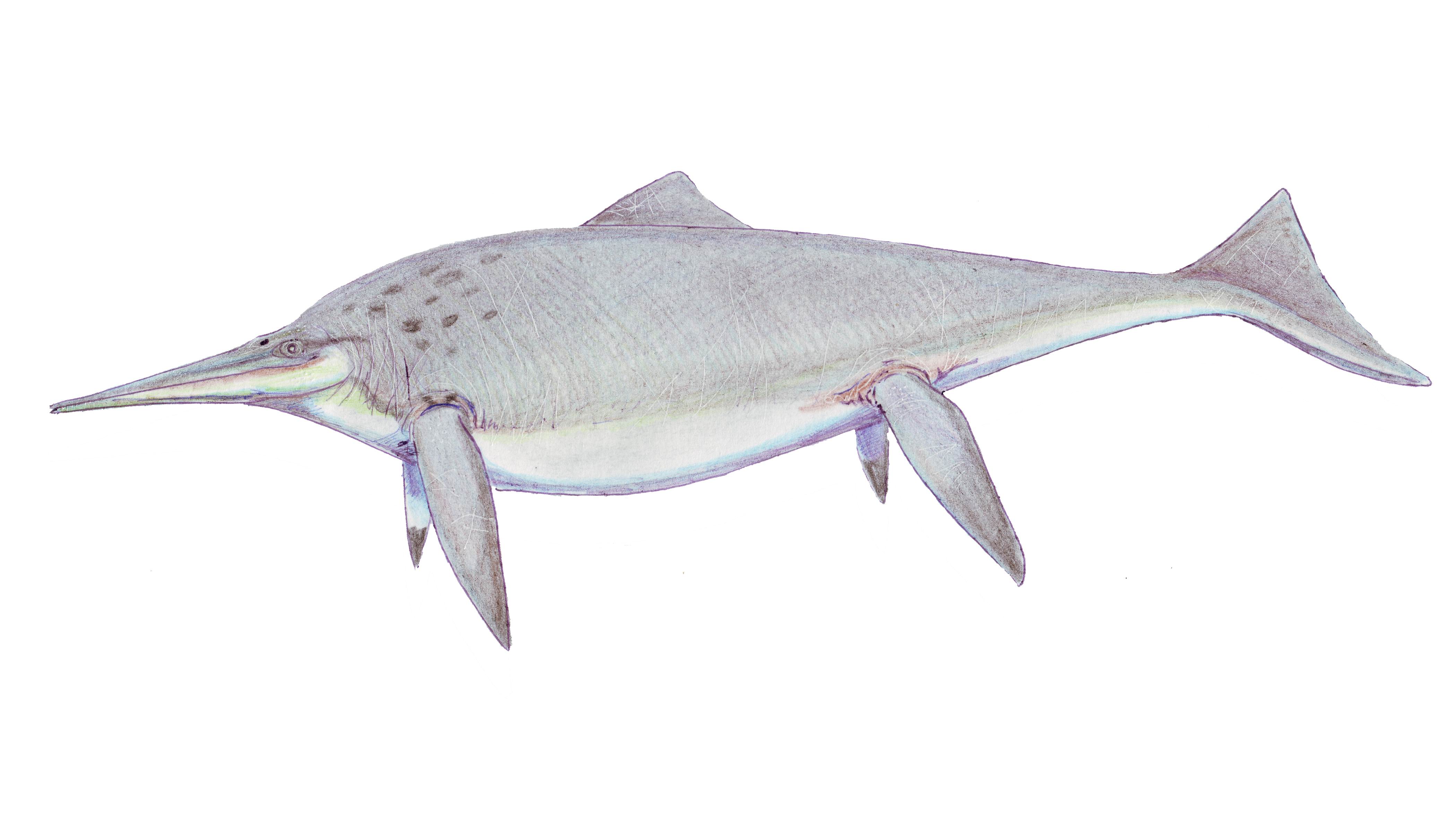 Click to enlarge Ichthyosaur