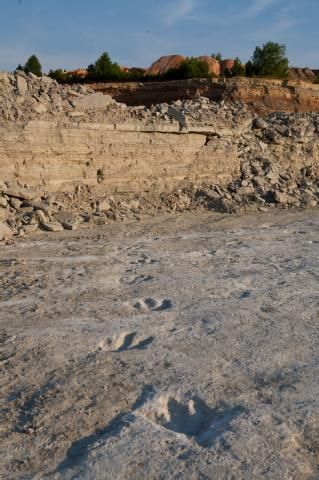 Arkansas dinosaur tracks