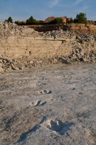 Arkansas dinosaur tracks