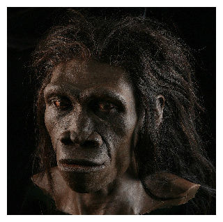 Homo Erectus