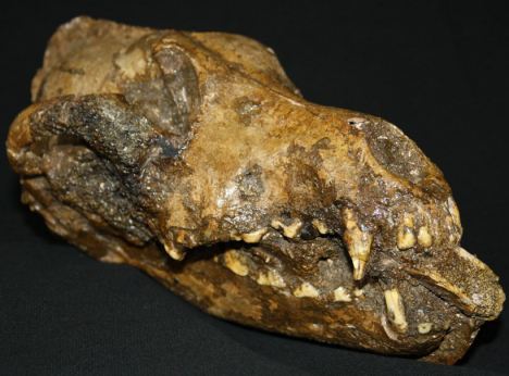 dog fossil