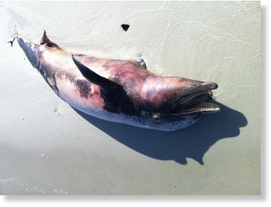 dead dolphin