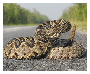 Click to enlarge Diamond Rattlesnake